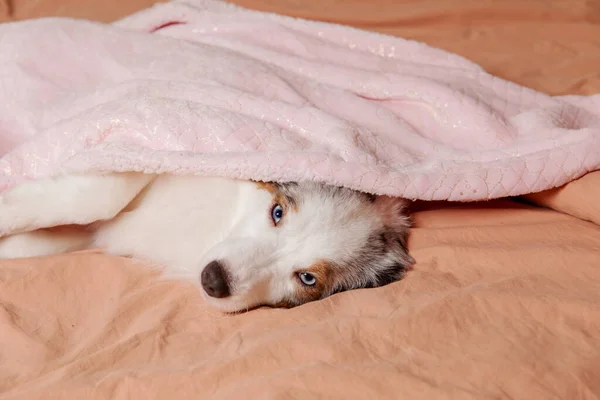 Accogliente Pisolino Canino Cane Australiano Coccola Sotto Plaid Caldo Letto — Foto Stock