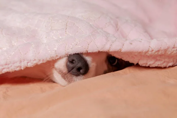 Acogedora Siesta Canina Perro Australiano Acurruca Bajo Una Tibia Tela — Foto de Stock