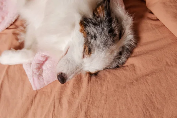 Sıcak Köpek Uykusu Zamanı Avustralyalı Bir Köpek Rahat Bir Yatakta — Stok fotoğraf