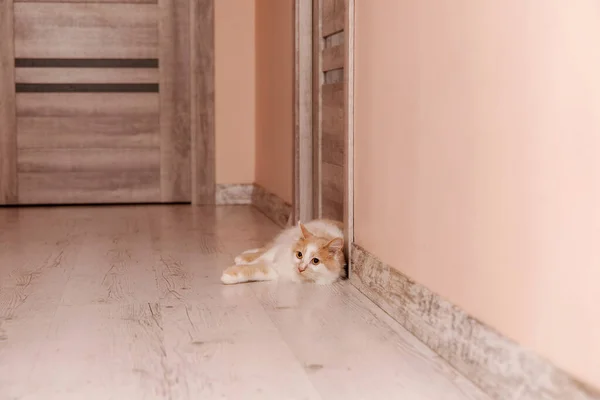Adorável Casa Gato Lounging Casa Com Uma Expressão Pacífica Olhos — Fotografia de Stock