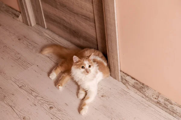 Sevimli Kedisi Huzur Dolu Bir Ifadeyle Büyüleyici Gözleriyle Evde Uzanıyor — Stok fotoğraf