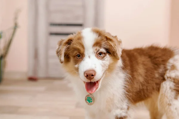 스러운 오스트레일리아 강아지 가집에서 아름다운 표현하는 달콤하고 장난기있는 동반자 프로젝트에 — 스톡 사진