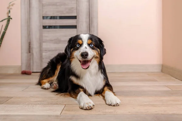Miniatur Anjing Gembala Amerika Rumah Dikelilingi Oleh Perabotan Nyaman Dan — Stok Foto