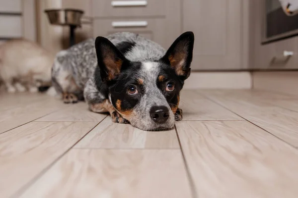 Câine Vită Australian Așezat Podea Pisică Spatele — Fotografie, imagine de stoc