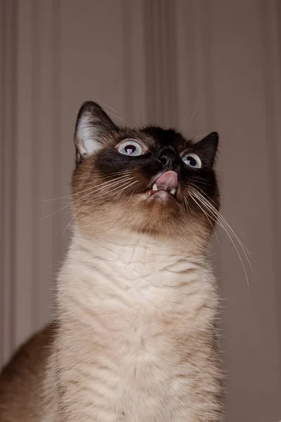Siamská Kočka Klidně Sedí Kuchyni Dívá Pronikavýma Modrýma Očima Dolů — Stock fotografie