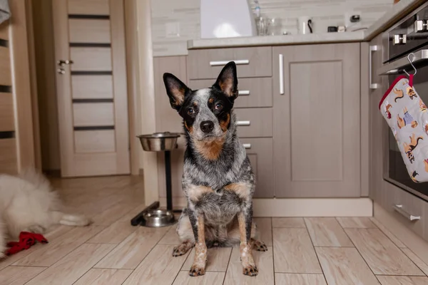 Câine Vită Australian Stând Podea Pisică Spatele — Fotografie, imagine de stoc