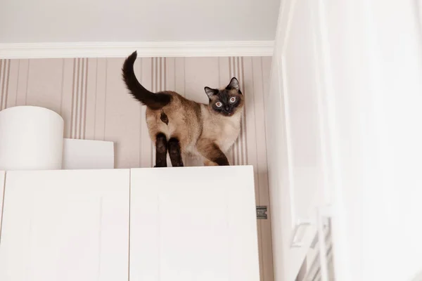 Sziámi Macska Nyugodtan Egy Konyhában Néz Val Piercing Kék Szem — Stock Fotó