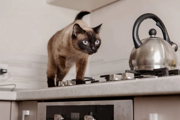 Siamesische Katze Läuft Selbstbewusst Neben Einem Gasherd Der Küche Katze — Stockfoto