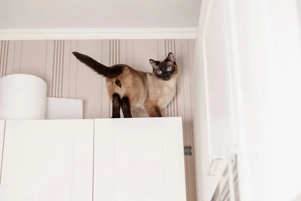 Siamese Gato Poleiros Calmamente Uma Cozinha Olhando Para Baixo Com — Fotografia de Stock