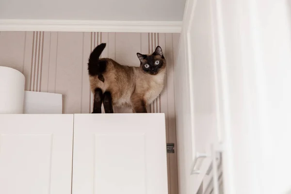 Siamesische Katze Hockt Ruhig Auf Einer Küche Und Blickt Mit — Stockfoto