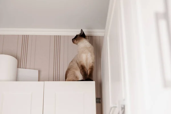 Siamesisk Katt Abborrar Lugnt Ett Kök Tittar Ner Med Genomträngande — Stockfoto