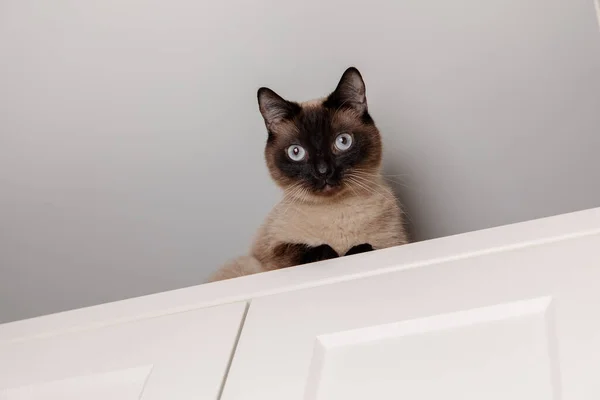 Sziámi Macska Nyugodtan Egy Konyhában Néz Val Piercing Kék Szem — Stock Fotó