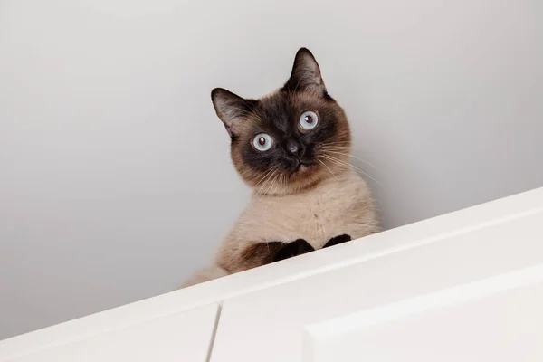暹罗猫静静地栖息在厨房里 用锐利的蓝眼睛往下看 和猫一起的生活方式里面的宠物 — 图库照片