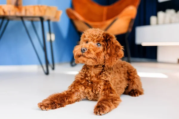 Brązowy Pies Zabawka Leżący Podłodze — Zdjęcie stockowe