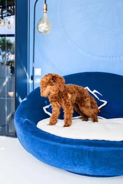Pies Niebieskim Łóżku Psa Niebieską Poduszką — Zdjęcie stockowe