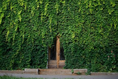 Sarmaşık duvarında bir kapı