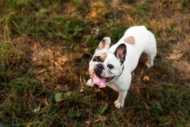 Fransız bir bulldog çimlerin üzerinde oturur ve kameraya bakar..