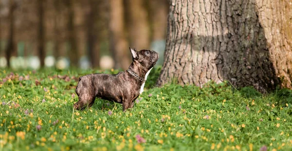 Een Franse Bulldog Staand Een Veld Van Bloemen — Stockfoto