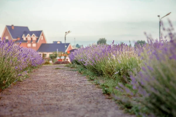 Field Lavender Sunlight — Stock Photo, Image
