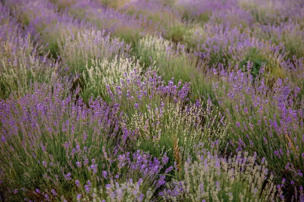 Ein Feld Lila Lavendelblüten — Stockfoto