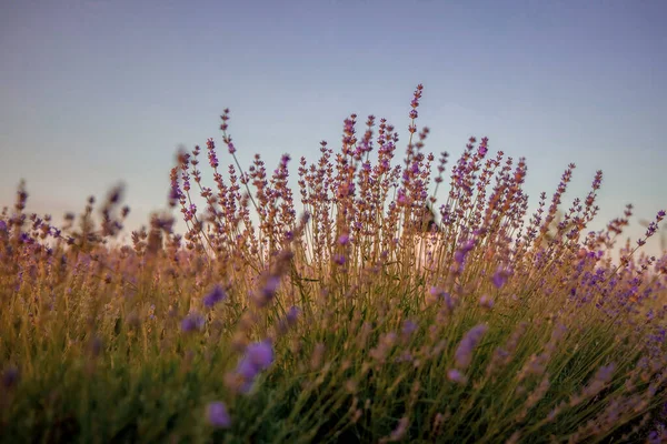 Campo Flores Lavanda Púrpura — Foto de Stock