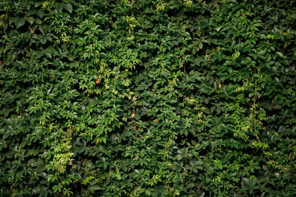 Uma Parede Hera Verde — Fotografia de Stock