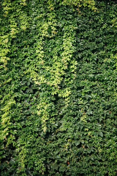 ツタの緑の壁 — ストック写真
