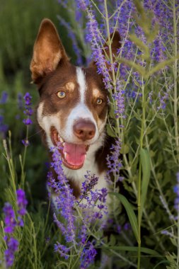 Lavanta çiçekleriyle dolu bir tarlada bir çoban köpeği