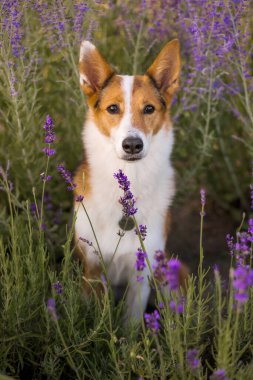 Lavanta tarlasında bir köpek