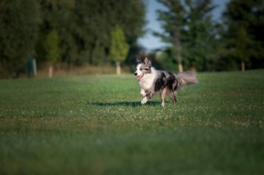 Mavi gözlü bir köpek çimlerin üzerinde.