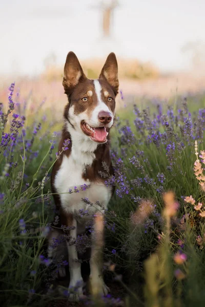 Ένα Συνοριακό Σκυλί Κόλεϊ Ένα Χωράφι Λουλούδια Λεβάντας — Φωτογραφία Αρχείου