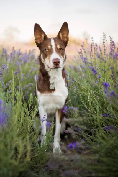 Border Collie Dog Field Lavender Flowers — Stock Photo, Image