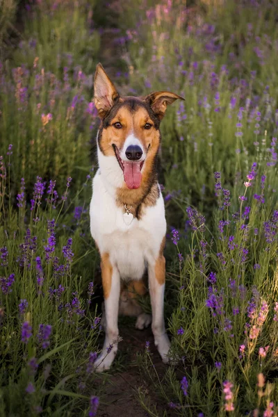 Een Hond Een Veld Van Lavendel — Stockfoto