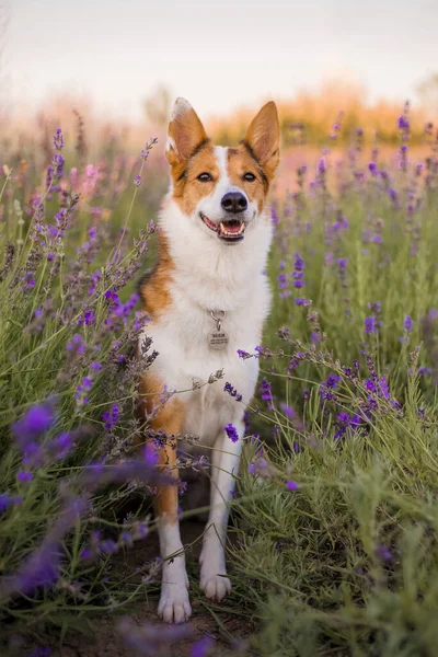 Ein Hund Einem Lavendelfeld — Stockfoto
