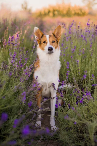 Ένα Σκυλί Ένα Χωράφι Λεβάντα — Φωτογραφία Αρχείου