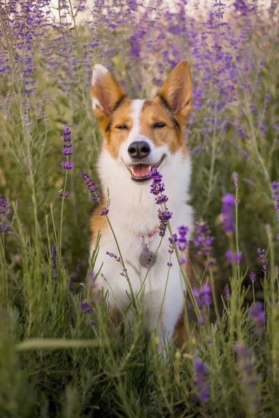 Ένα Σκυλί Ένα Χωράφι Λεβάντα — Φωτογραφία Αρχείου