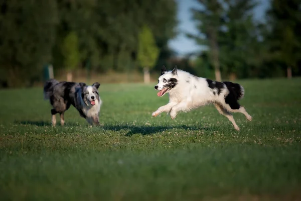 Two dogs running in a field