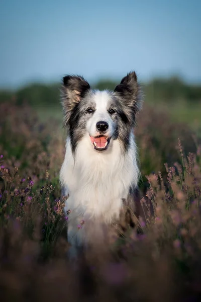 Seekor Anjing Perbatasan Collie Bidang Bunga Lavender — Stok Foto