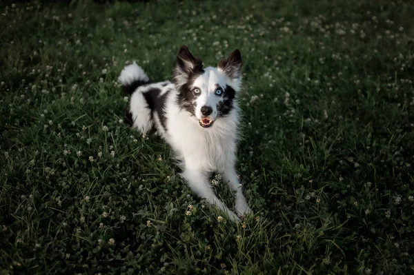 Perro Con Ojos Azules Está Campo Hierba —  Fotos de Stock