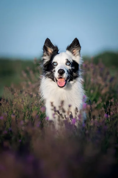 Egy Határ Menti Collie Dog Levendula Virágok Mezején — Stock Fotó
