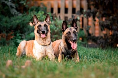 Belçika çoban köpeği çimlerin üzerinde. Yaz zamanı. Mutlu köpek.
