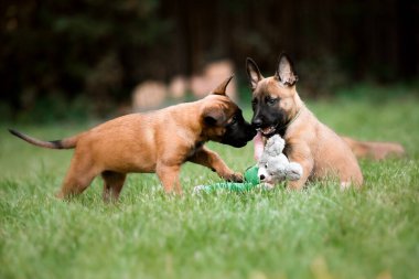 Belçika çoban köpeği Malinois yavruları. Köpek kumu. Çalışan köpek kulübesi. Dışarıda oynayan sevimli köpek yavruları.