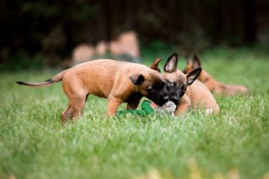 Belçika çoban köpeği Malinois yavruları. Köpek kumu. Çalışan köpek kulübesi. Dışarıda oynayan sevimli köpek yavruları.