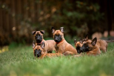 Belçika çoban köpeği Malinois yavruları. Köpek kumu. Çalışan köpek kulübesi. Dışarıda oynayan sevimli köpek yavruları.