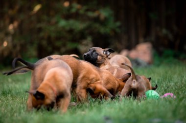 Belçika çoban köpeği Malinois yavruları. Köpek kumu. Çalışan köpek kulübesi. Dışarıda oynayan sevimli köpek yavruları.