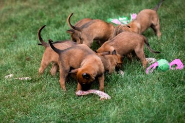 Belçika çoban köpeği Malinois yavruları. Köpek kumu. Çalışan köpek kulübesi. Dışarıda oynayan sevimli köpek yavruları.