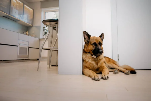 Hund Sitter Golvet Framför Dörr — Stockfoto