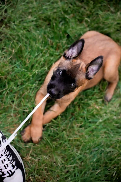 Belgian Shepherd Malinois Puppies Dog Litter Working Dog Kennel Cute — Stock Photo, Image
