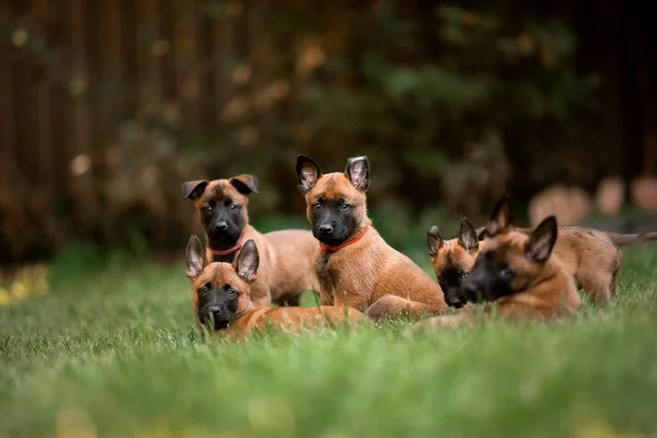 Belgischer Schäferhund Malinois Welpen Hundestreu Arbeitshundezucht Niedliche Kleine Welpen Spielen — Stockfoto