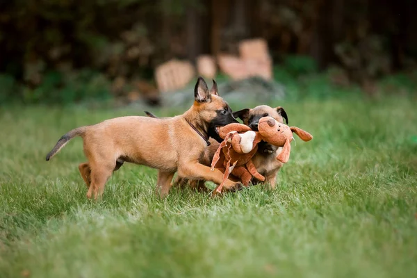 벨기에 셰퍼드 말리나 강아지들 배설물 일하는 귀여운 강아지들 밖에서 — 스톡 사진